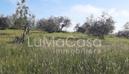 Terreno edificabile_Sambuceto_lumacasa_099V (5)
